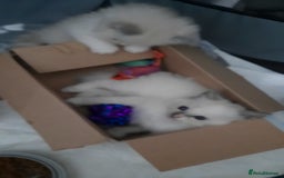 Ragdoll cats for sale:  loved Ragdoll kittens Full Breed - Image 7