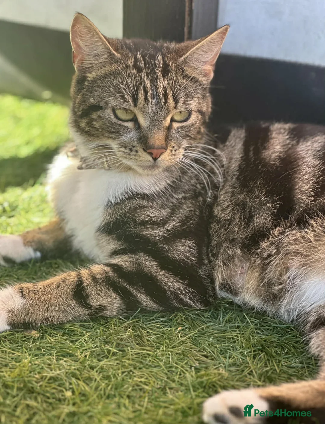Mixed Breed cats for sale: 5 gorgeous kittens - Advert 10