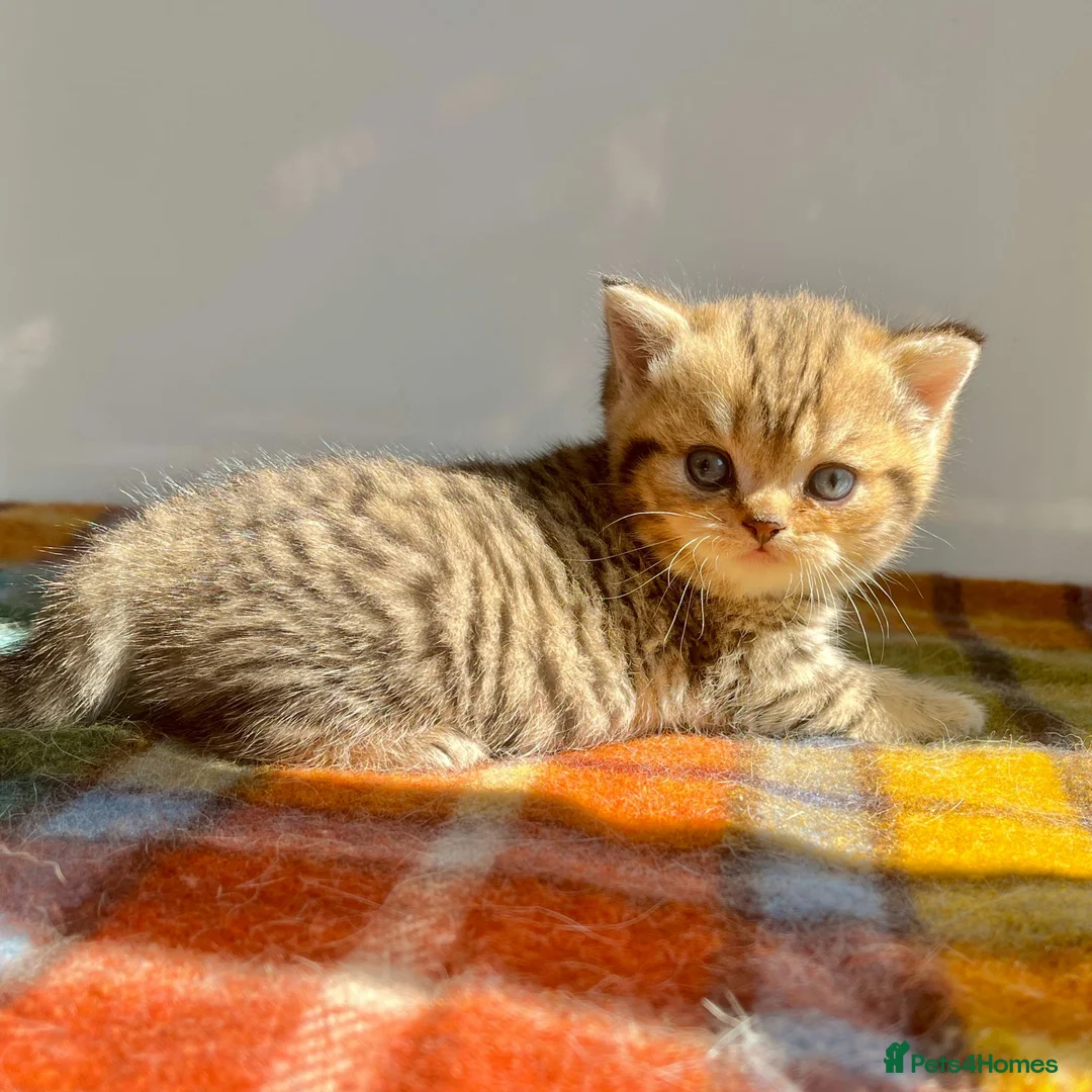 British Shorthair cats for sale: Golden Spotted Tabby British Shorthair Female - Advert 2