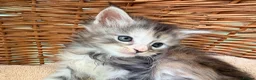 Maine Coon cats for sale: Tica registered 4 female mainecoons left,  polys - Advert 17