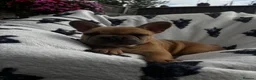 French Bulldog dogs for sale: French Bulldog PuppiesReady for Their Forever home - Advert 13