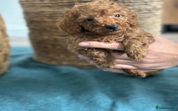 Miniature Poodle dogs for sale: 🐾 Beautiful KC 🦊 Red Miniature Poodle Puppies 🐾 - Image 33