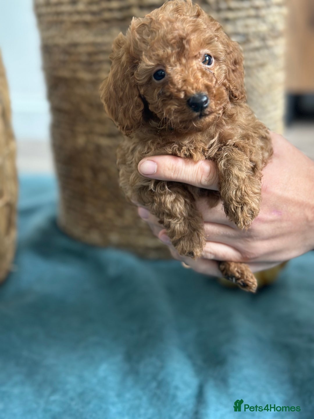 Miniature Poodle dogs for sale: 🐾 Beautiful KC 🦊 Red Miniature Poodle Puppies 🐾 - Image 33