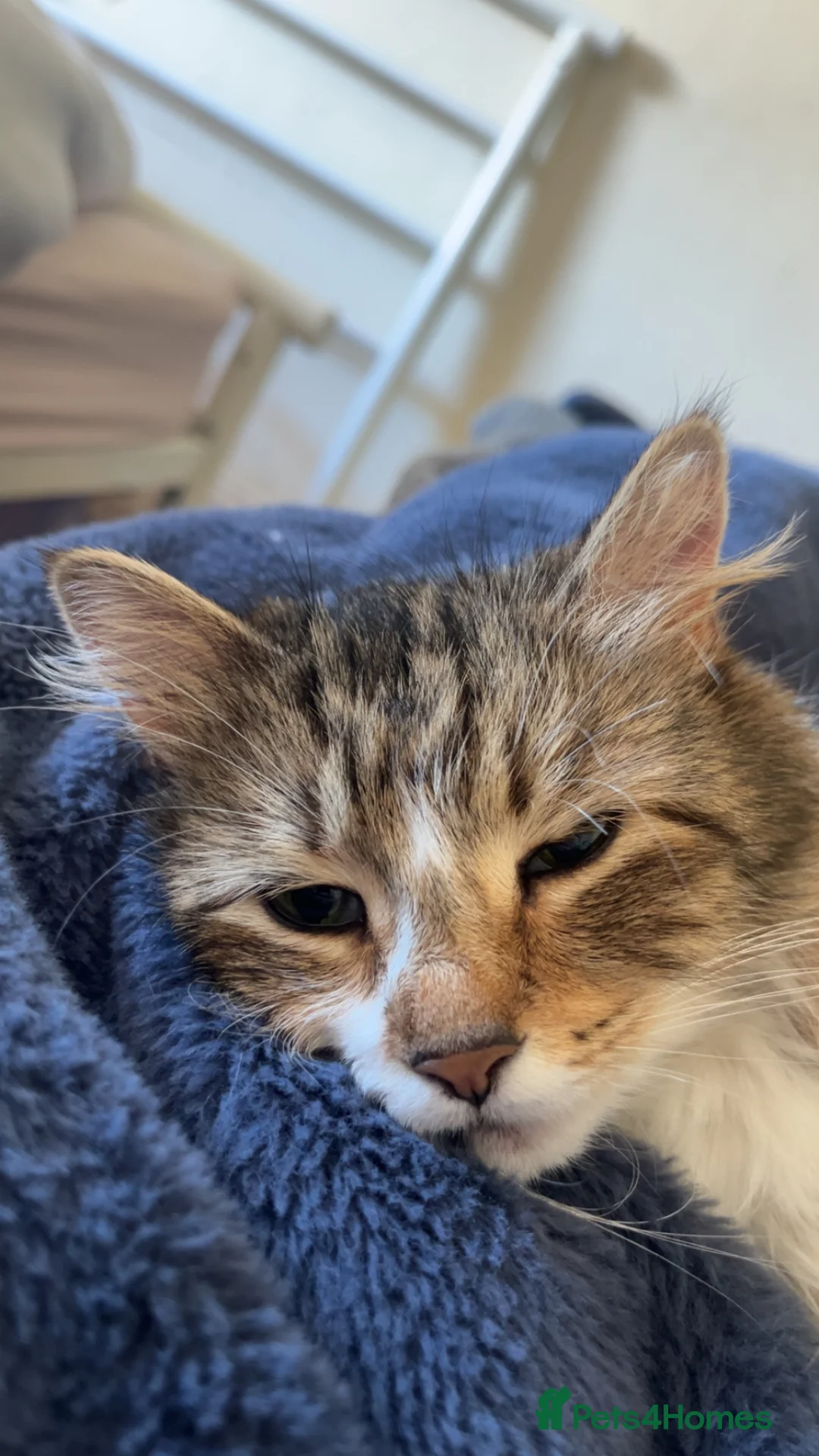 Mixed Breed cats for sale: Beautiful part maincoon kitten  - Advert 2