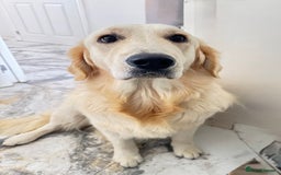 Golden Retriever dogs for sale: Golden retriever girl 11 months  - Image 3