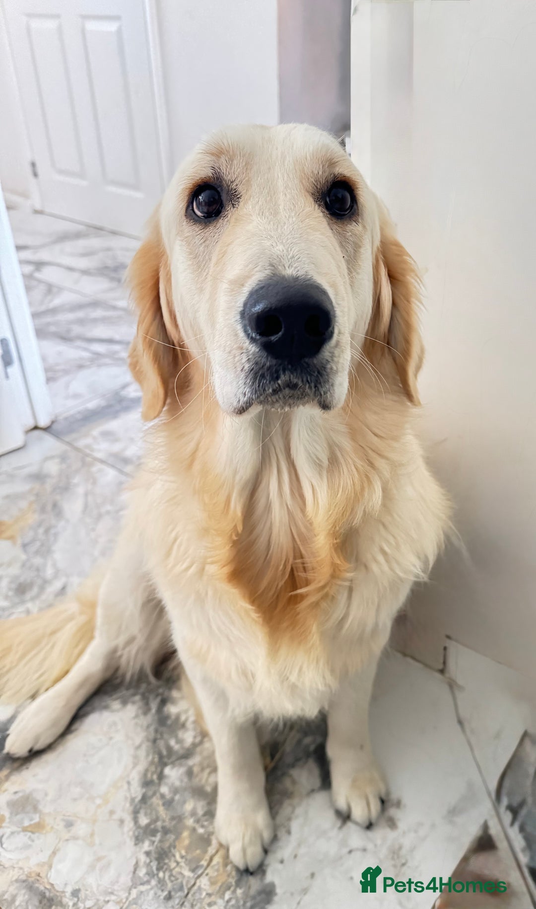 Golden Retriever dogs for sale: Golden retriever girl 11 months  - Image 3