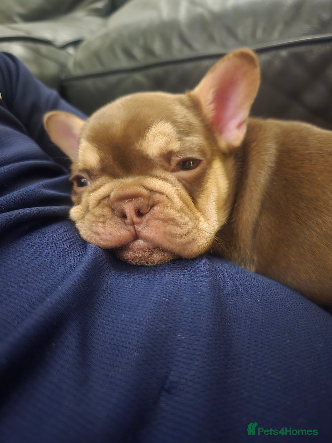 French Bulldog dogs for sale: 2 beautiful French bulldogs for sale - Advert 2