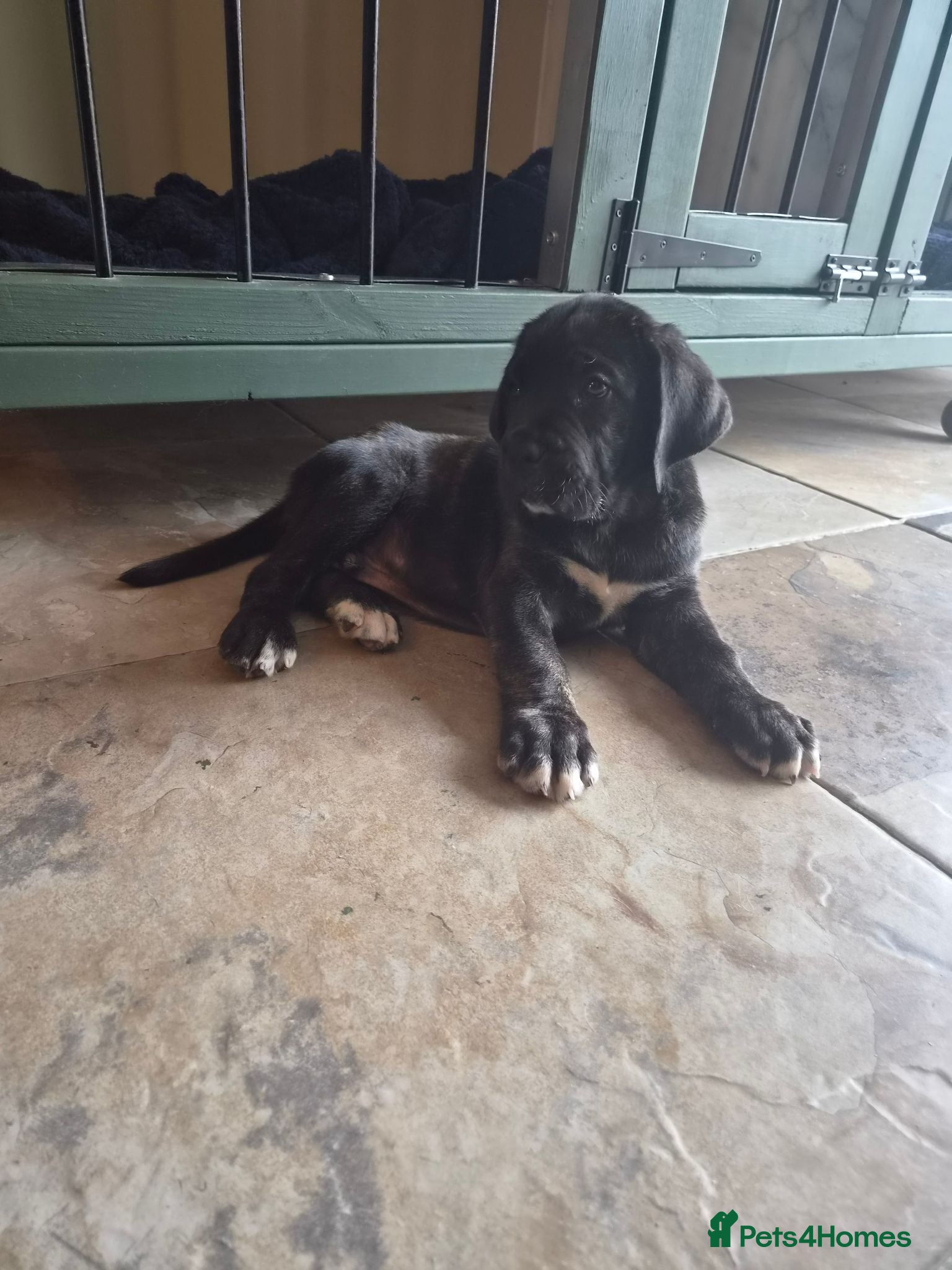 Cane Corso dogs 💜 IMPRESSIVE FULL PEDIGREE CANE CORSO LITTER 💜 - Advert 2