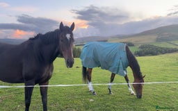 English Thoroughbred horses for sale: Lovely well put together 15.3 4yo Mare - Image 4