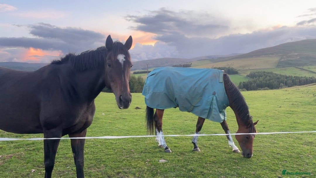 English Thoroughbred horses for sale: Lovely well put together 15.3 4yo Mare - Image 4
