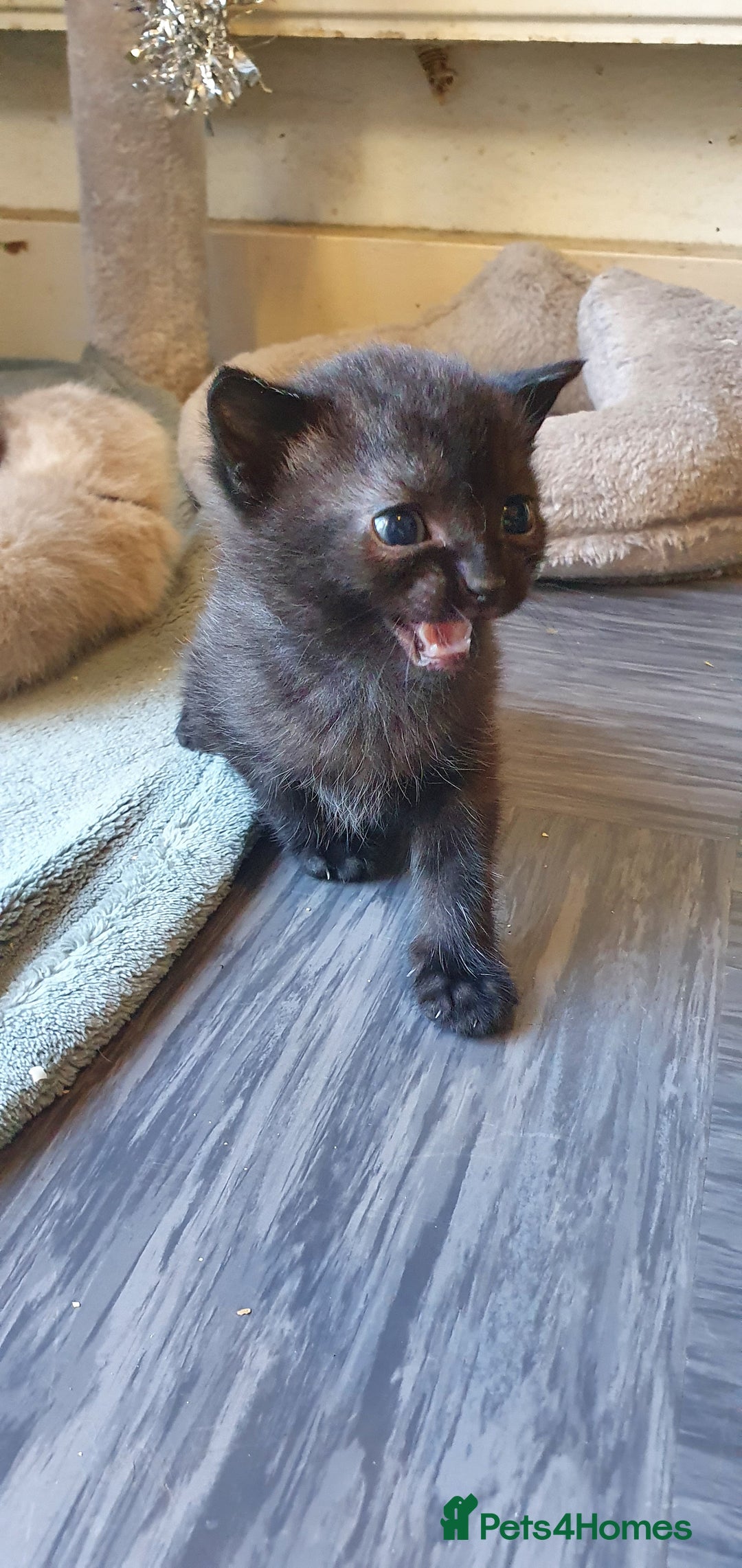 Tonkinese cats for sale: Beautiful tonkinese kittens  - Advert 7