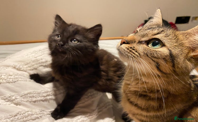 British Shorthair cats - Advert 2
