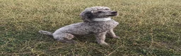 Jackapoo dogs for sale: Jackapoo puppies 🐾 - Advert 9
