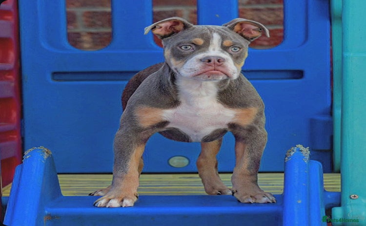 Old Tyme Bulldog dogs - Advert 12