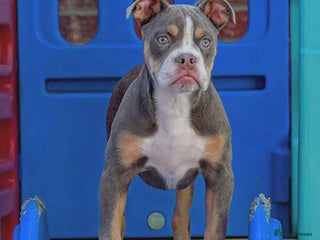 Old Tyme Bulldog dogs - Advert 11