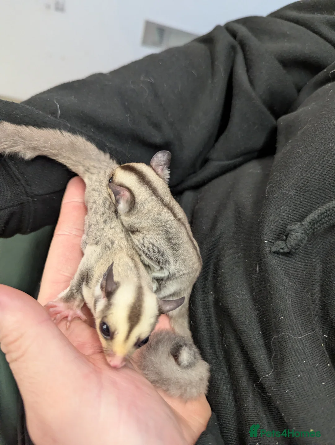 Sugar Glider rodents for sale: Sugar glider joeys. Friendly. Grey and grey mosaic - Advert 2