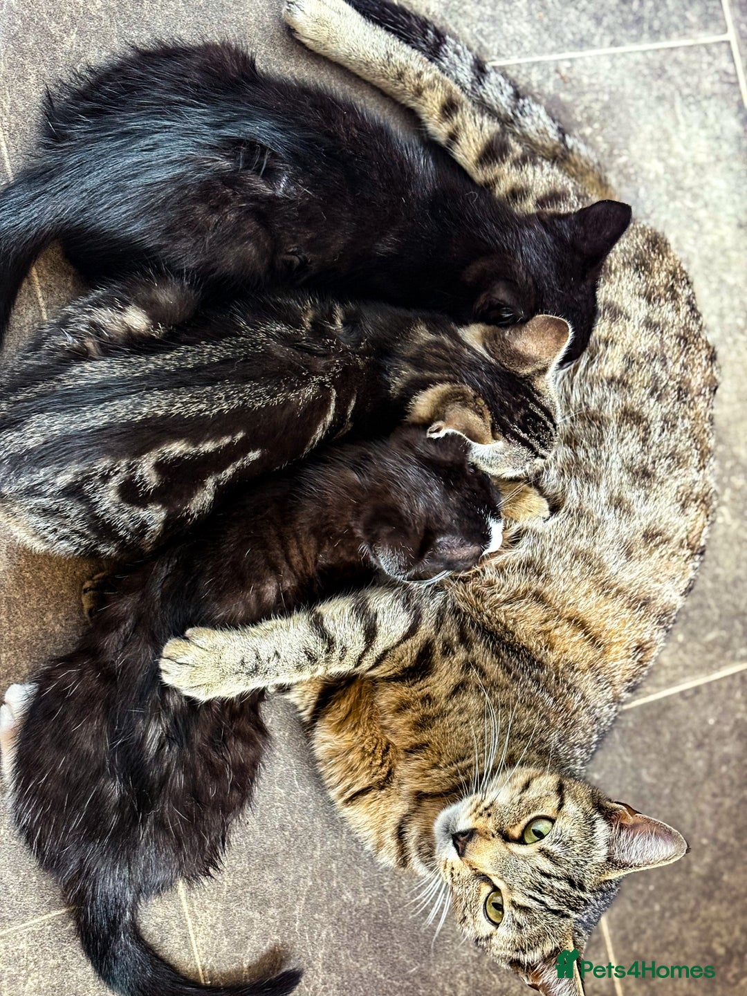 Bengal cats for sale: RARE Coats ~ Bengal/Maine Coon mix - Image 2