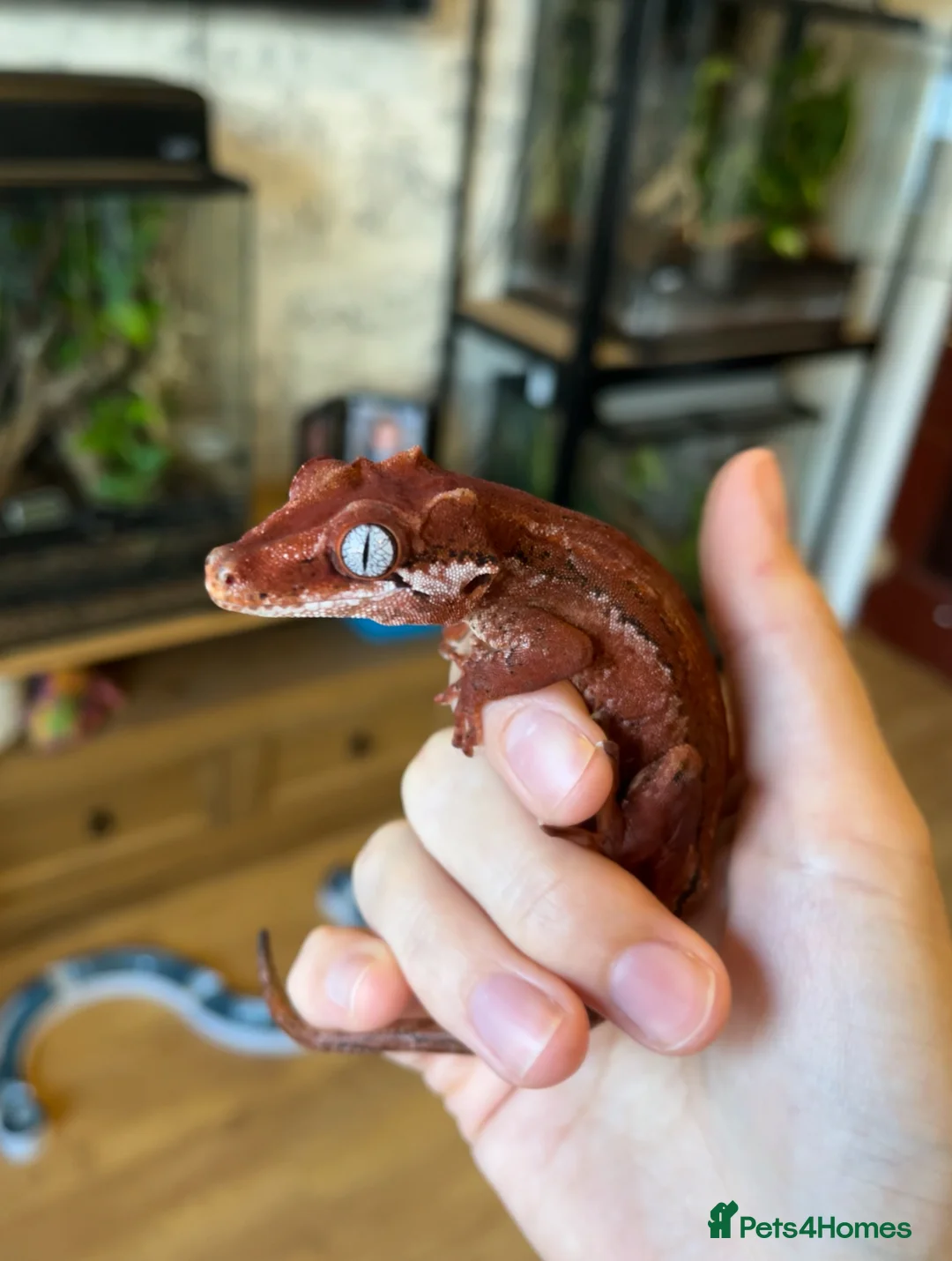 Gecko reptiles for sale: Red Stripe Gargoyle Gecko - Advert 3