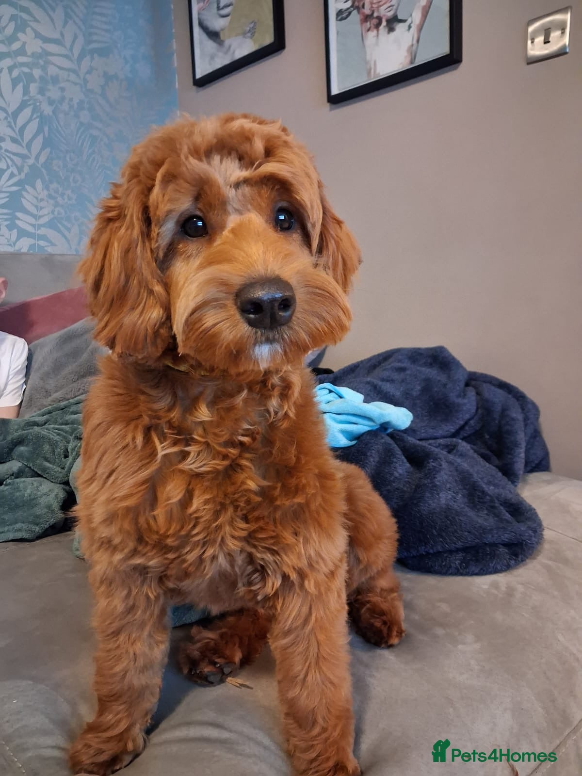 Cockapoo dogs F1B cockapoo due end of April photos last litter  - Advert 13