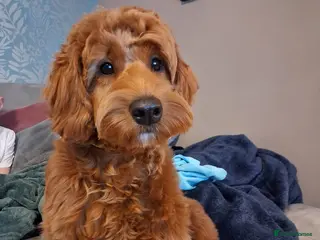 Cockapoo dogs F1B cockapoo due end of April photos last litter - Advert 13