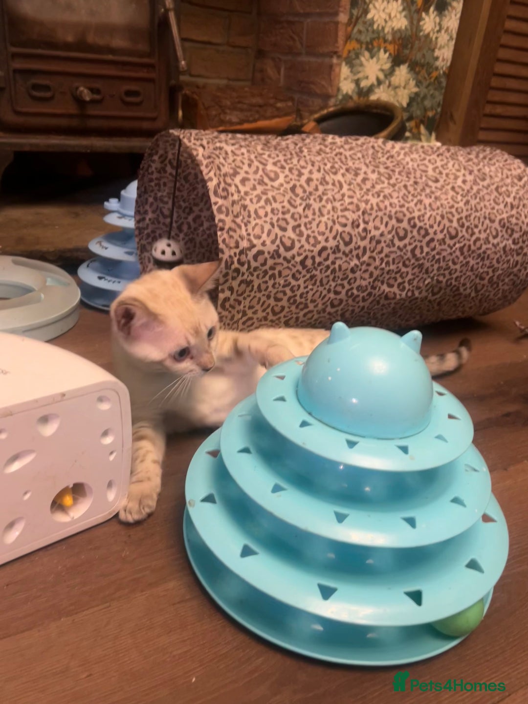 Bengal cats for sale: Two incredibly friendly TICA reg kittens  in Darwen - Image 13