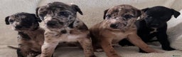 Whippet dogs for sale: Collie greyhound (GREYHOUND) - Advert 5
