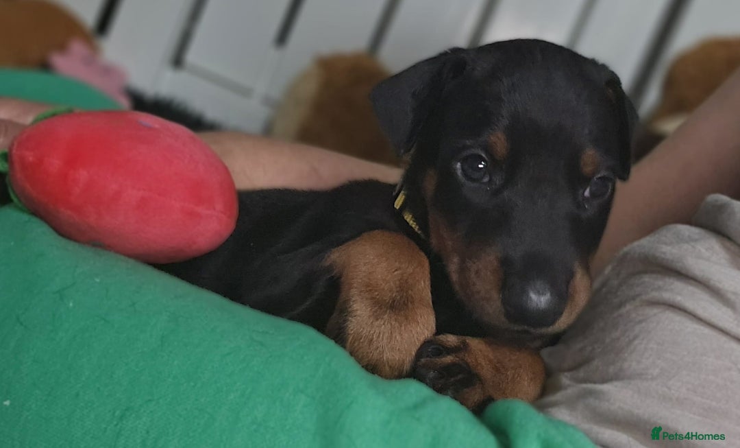Dobermann dogs for sale: HEALTH TESTED, HOME REARED, STUNNING DOBERMAN PUPS - Advert 7