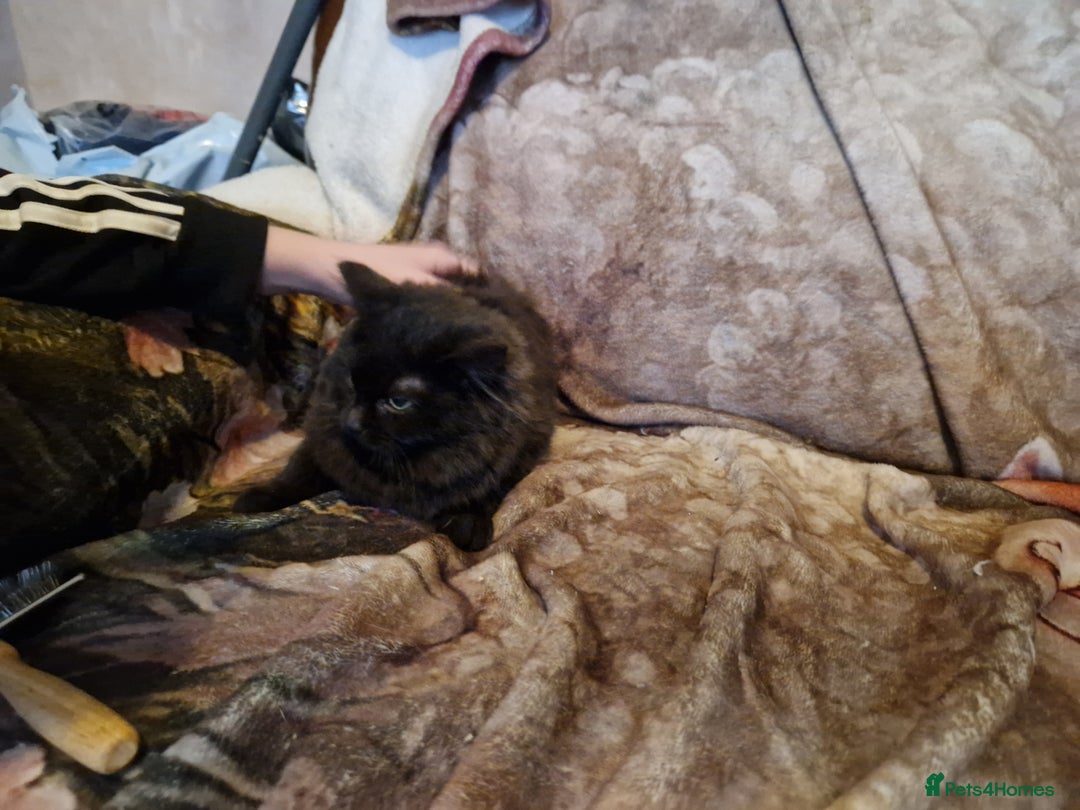 Mixed Breed cats for sale: Kittens for sale  - Advert 24