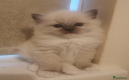 Ragdoll cats for sale: Beautiful Ragdoll Kittens - Image 6