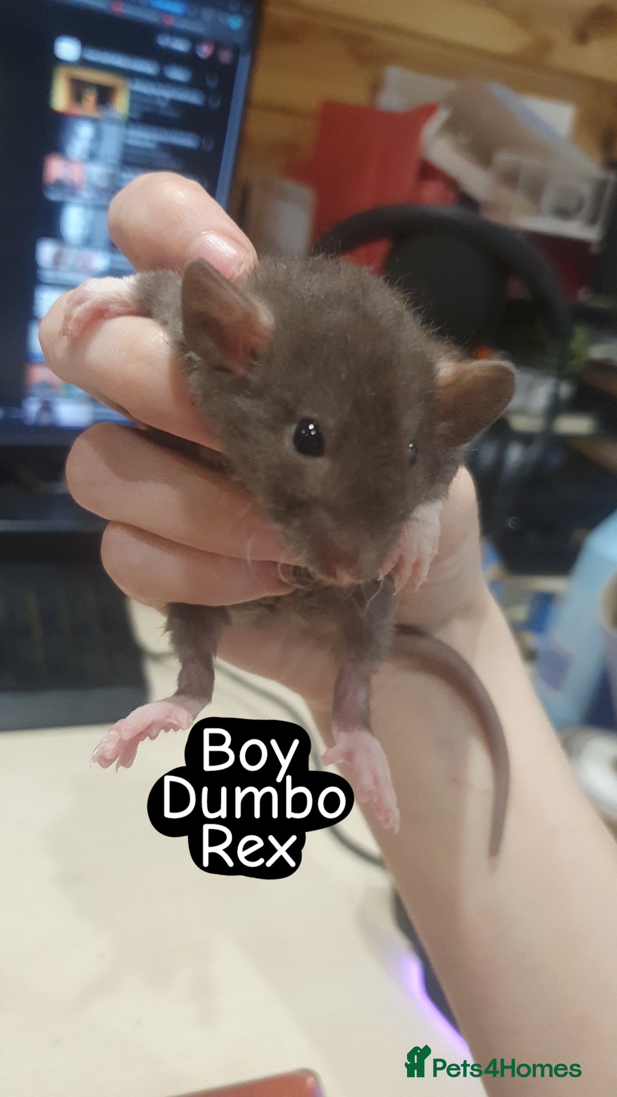 Rat rodents Husky/Roan babies available! - Advert 1