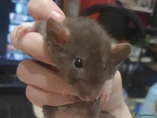 Rat rodents Husky/Roan babies available! TWO LEFT - Advert 12