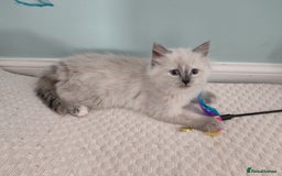 Siberian cats for sale: Siberian Neva Masquerade kittens - Image 5