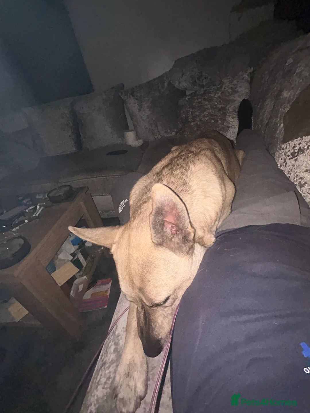 Belgian Shepherd Dog dogs for sale: Husky x Belgian shepherd dog in Huntingdon - Advert 5