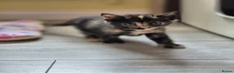 Mixed Breed cats for sale: 4 female kittens available - Advert 4