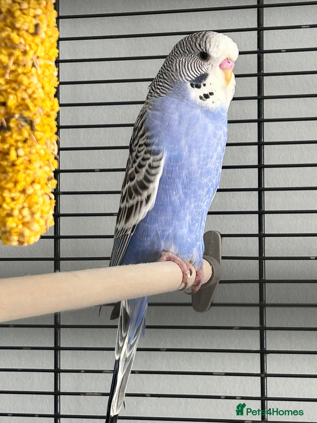 Budgerigars birds for sale: Budgie and large cage - Image 3