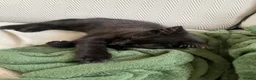 Mixed Breed cats for sale: Puma girl - Advert 3