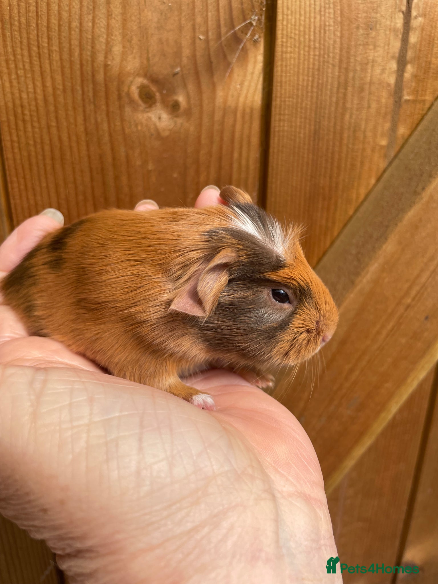 Guinea Pig rodents Baby Guinea pig boars available now - Advert 13
