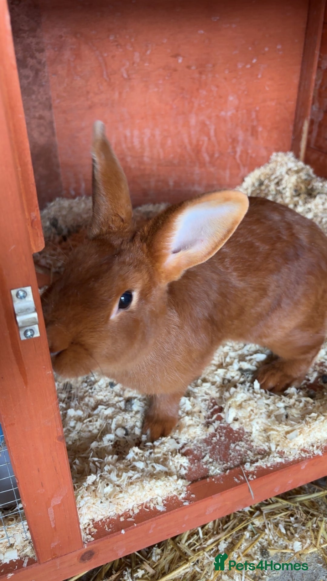 Mini Lop rabbits for sale: Male mini lop  - Image 5
