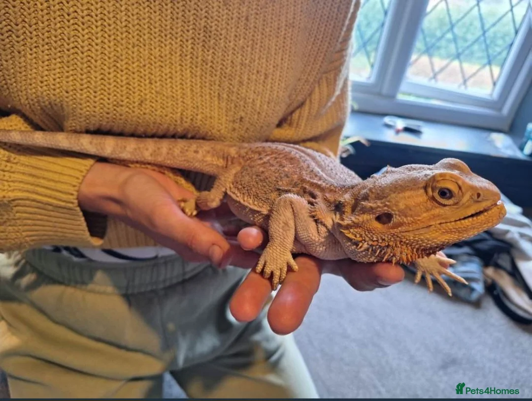Bearded Dragon reptiles for sale: 3.5yr Bearded Dragon with full set up in Norwich - Advert 7