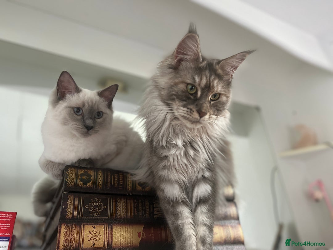 Maine Coon cats for sale: Registered pedigree maine coon for sale - Advert 13