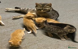 Mixed Breed cats for sale: Beautiful farm kittens  - Image 3