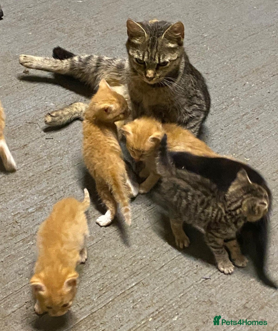 Mixed Breed cats for sale: Beautiful farm kittens  - Image 3