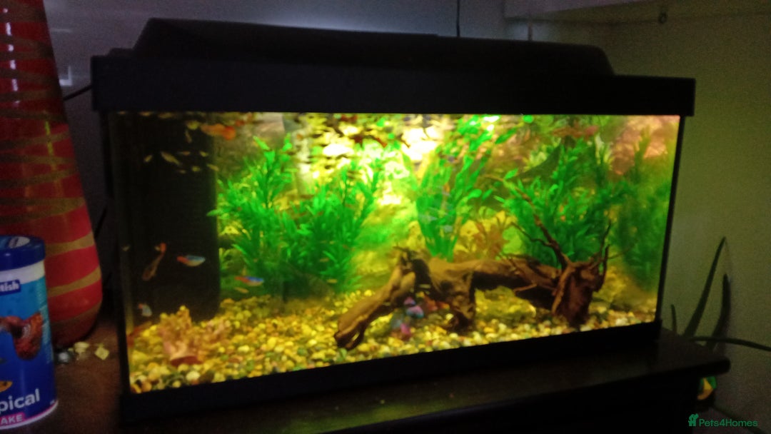Other/Mixed Breed fish for sale: Aquarium  full of guppies!! - Advert 5