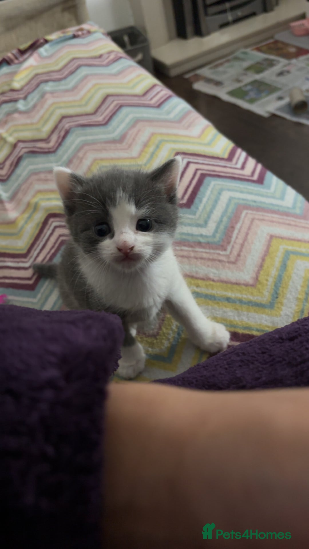 Mixed Breed cats for sale: Stunning Solid Blue/Grey Kitten-Rare Chunky Build - Advert 21