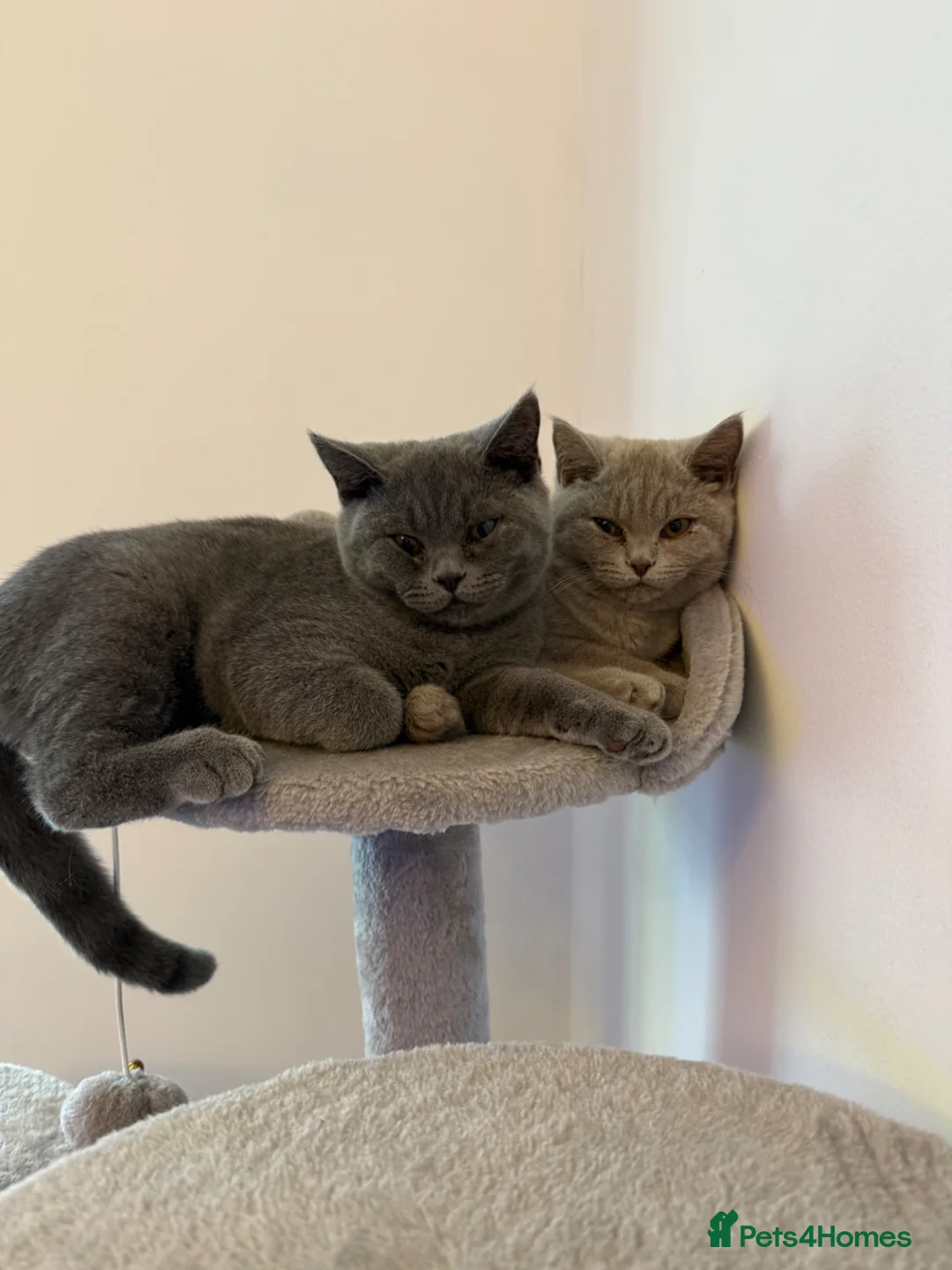 British Shorthair cats for sale: Brother and sister British Shorthair  - Advert 2