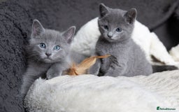 Russian Blue cats for sale: Pure Russian Blue Kittens Available  - Image 17
