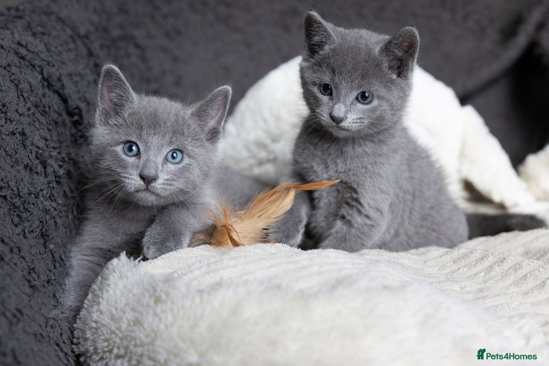 Russian Blue cats for sale: Pure Russian Blue Kittens Available  - Image 17
