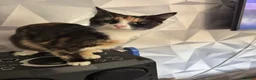 Mixed Breed cats for sale: Beautiful kittens in Wakefield - Advert 1