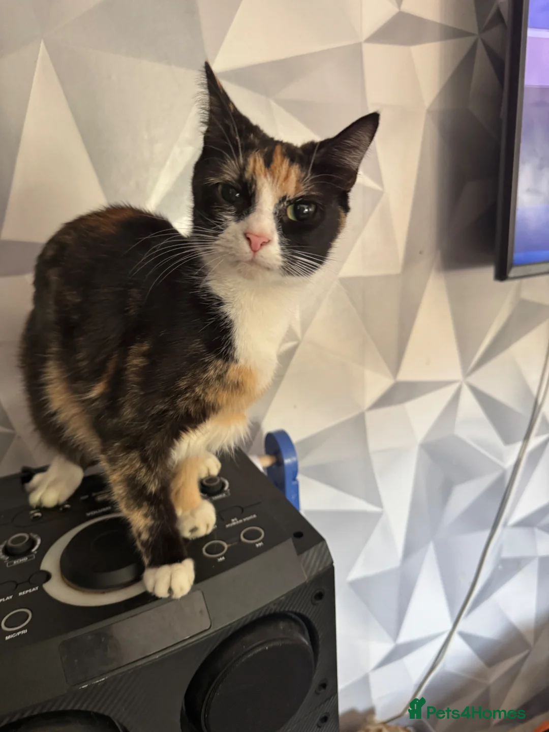 Mixed Breed cats for sale: Beautiful kittens in Wakefield - Advert 1