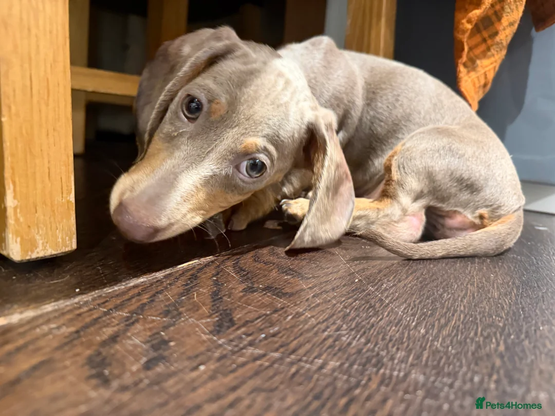 Miniature Dachshund dogs for sale: 6-Month Isabella Dachshund Girl Seeking 4ever Home - Advert 3